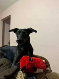 LUNA IN TEXAS - Photo 4