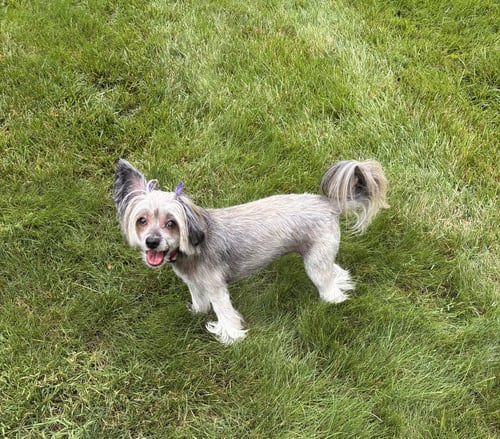 SASHA IN CINCINNATI OHIO - Chinese Crested-Hairless for adoption in Toledo