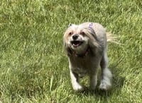 SASHA IN CINCINNATI OHIO - Photo 2