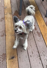 SASHA IN CINCINNATI OHIO - Photo 3