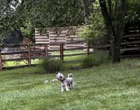 SASHA IN CINCINNATI OHIO - Photo 4