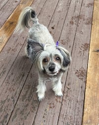 SASHA IN CINCINNATI OHIO - Photo 5