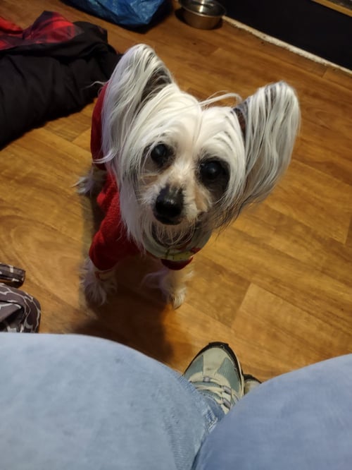 SUZY IN TOLEDO - Chinese Crested-Hairless for adoption in Toledo