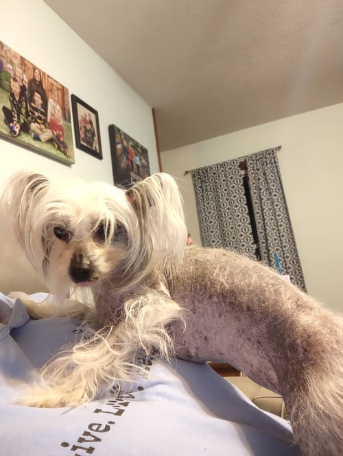 SUZY IN TOLEDO - Chinese Crested-Hairless available for adoption