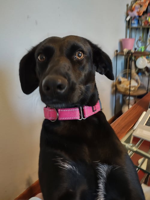 COYA IN OHIO - Peruvian Inca Orchid available for adoption