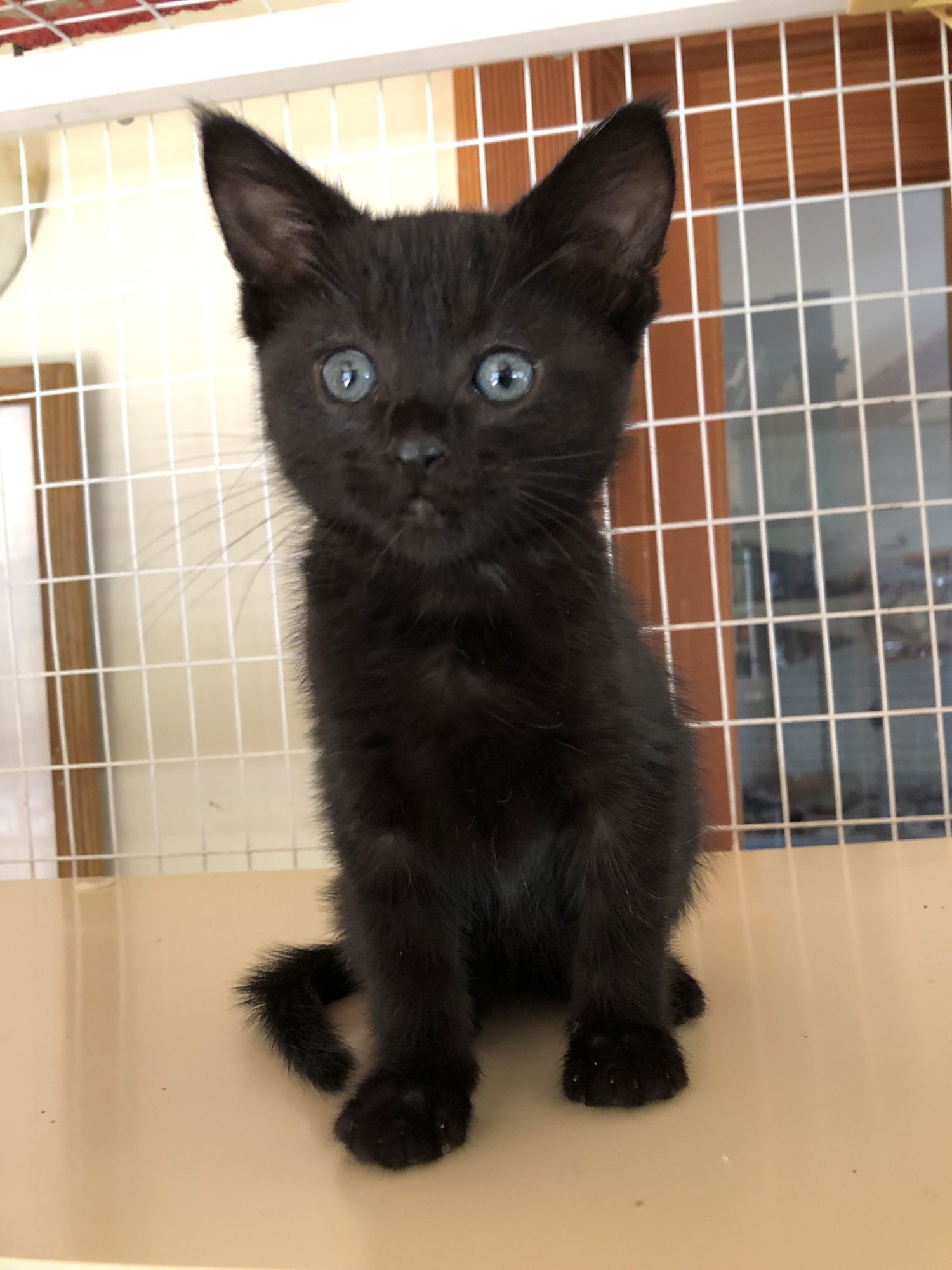 HALFLING - Bombay / Domestic Short Hair available for adoption