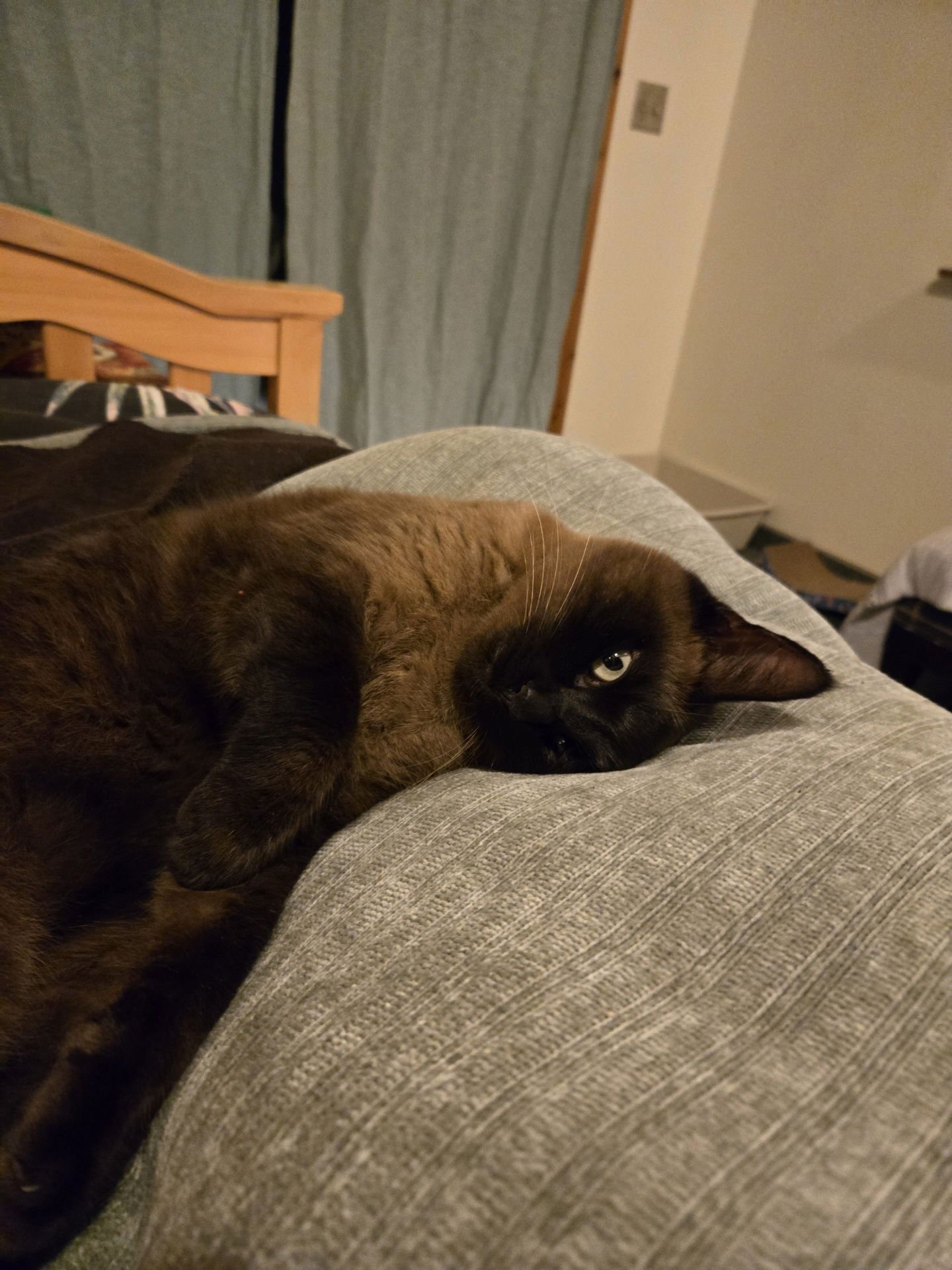 SOFIA - Siamese available for adoption