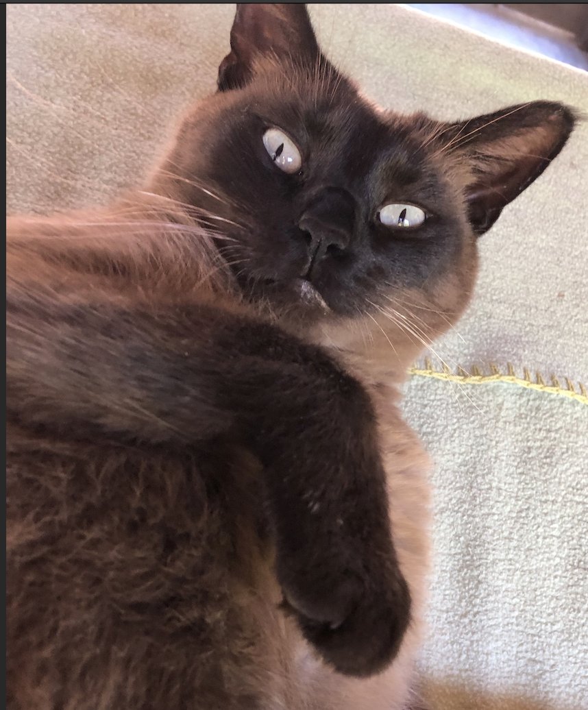 SOFIA - Siamese available for adoption