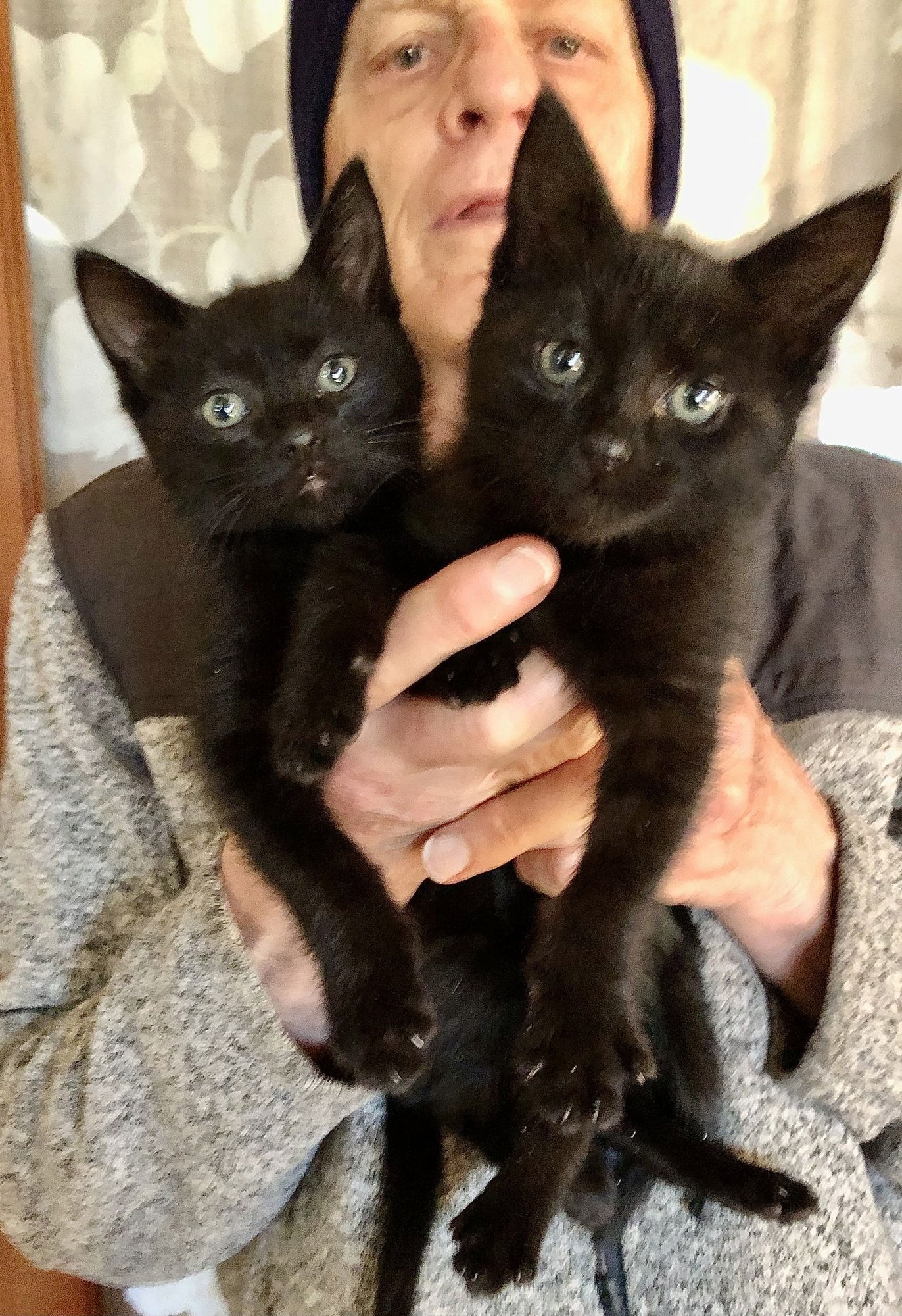 BEN BEN - Bombay / Domestic Short Hair available for adoption