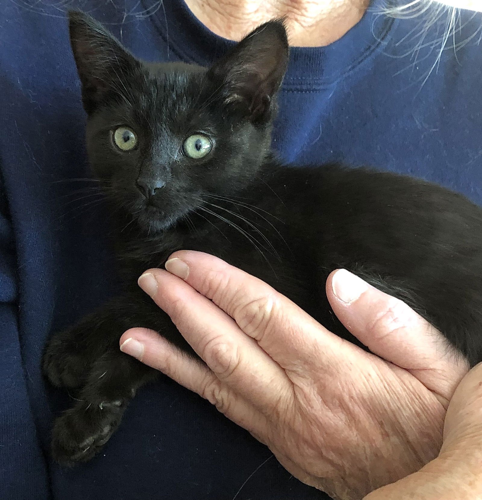 MOONSTONE - Bombay / Domestic Short Hair available for adoption