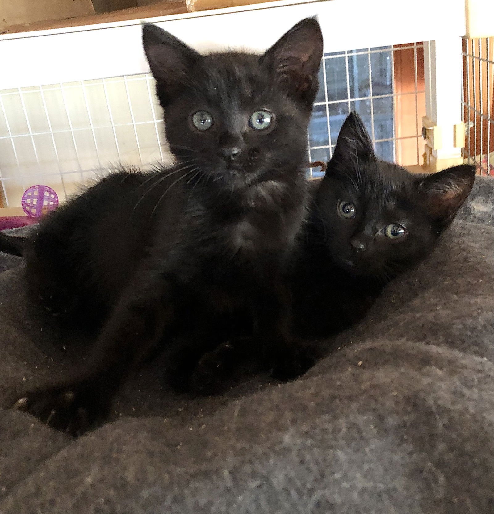 MOONSTONE - Bombay / Domestic Short Hair available for adoption