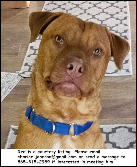 RD - American Pit Bull Terrier available for adoption