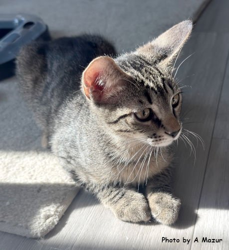 JOSH - Domestic Short Hair for adoption in Knoxville