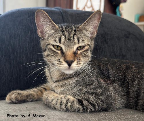 JOSH - Domestic Short Hair for adoption in Knoxville