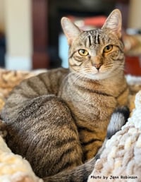 Munchkin - Photo 1