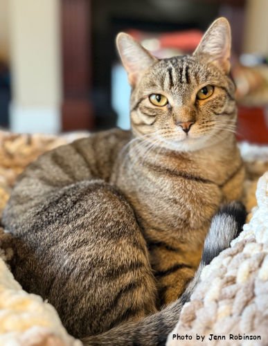MUNCHKIN - Tabby / Domestic Short Hair available for adoption