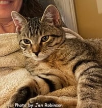 Munchkin - Photo 3
