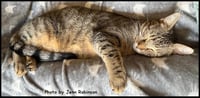 Munchkin - Photo 4