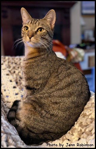 MUNCHKIN - Tabby / Domestic Short Hair available for adoption
