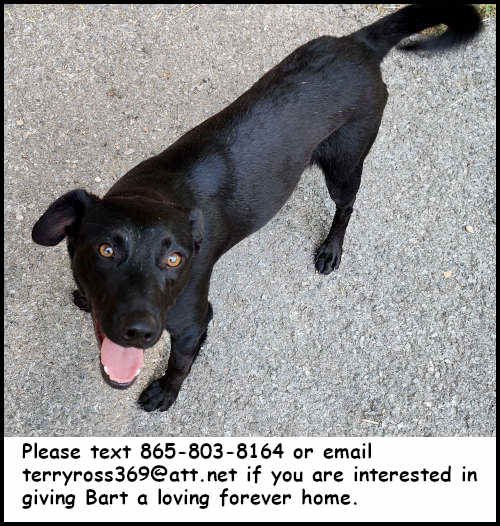 BART - Labrador Retriever for adoption in Knoxville