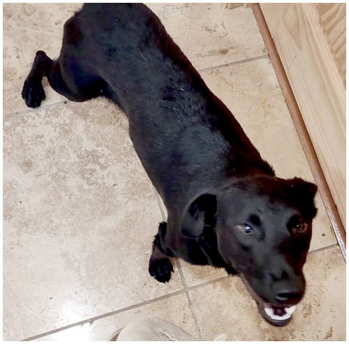 BART - Labrador Retriever available for adoption