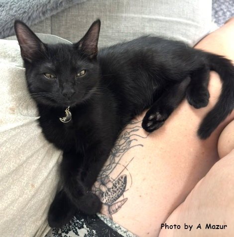 COOK - Domestic Short Hair available for adoption