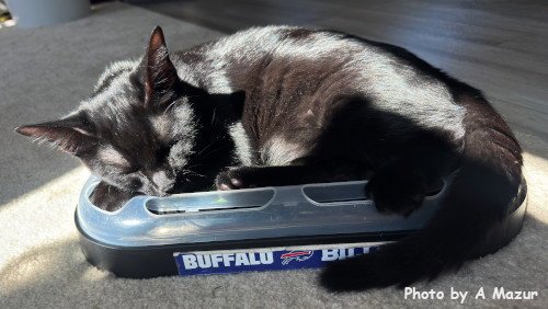 COOK - Domestic Short Hair for adoption in Knoxville