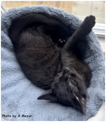 DION - Domestic Short Hair available for adoption