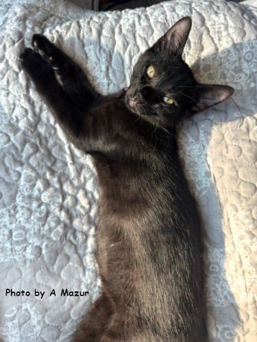 DION - Domestic Short Hair available for adoption