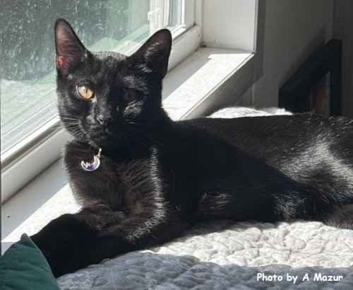 DION - Domestic Short Hair for adoption in Knoxville