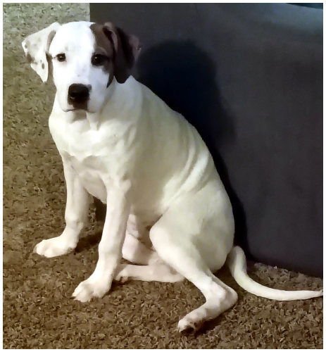 LADY - American Pit Bull Terrier / American Bulldog available for adoption