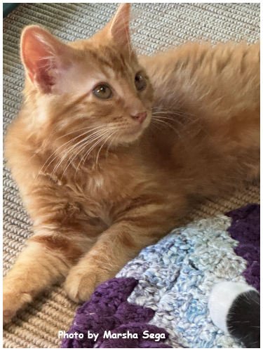 RORY - Domestic Short Hair available for adoption