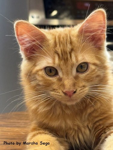 RORY - Domestic Short Hair for adoption in Knoxville