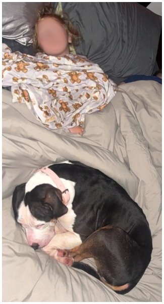 HARLEY - American Pit Bull Terrier available for adoption