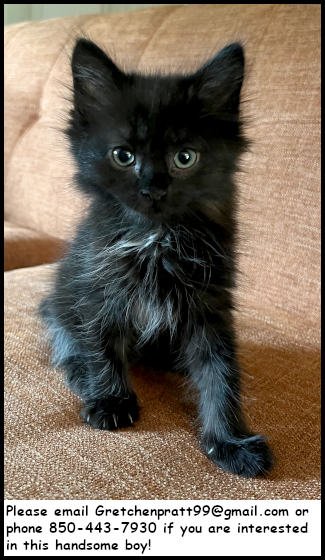 MISO - Domestic Medium Hair for adoption in Knoxville