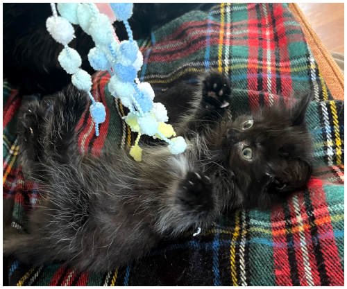 MISO - Domestic Medium Hair available for adoption