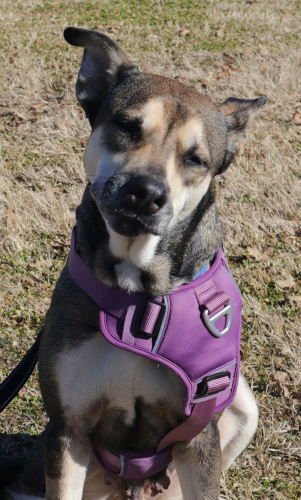 ROSIE - Husky for adoption in Knoxville