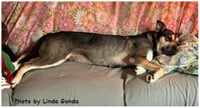 Rosie - Photo 4