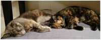 Meisha - Photo 2