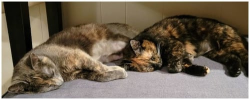 MEISHA - Tortoiseshell / Domestic Short Hair available for adoption