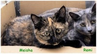 Meisha - Photo 4