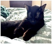 JiJi - Photo 2