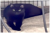 JiJi - Photo 3