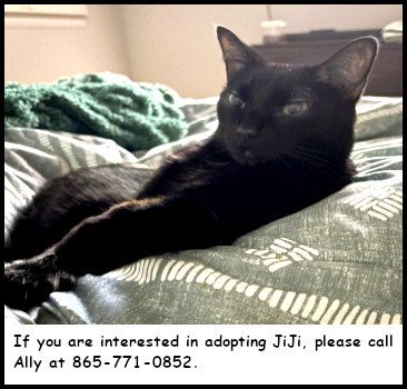 JIJI - Domestic Short Hair available for adoption
