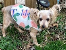 TEDDY - Yorkshire Terrier Yorkie for adoption in Knoxville