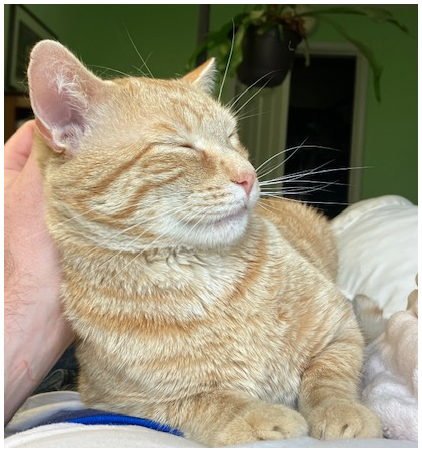 PICO - Tabby / Domestic Short Hair available for adoption