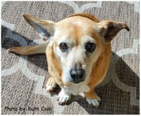 Trixie - Photo 3