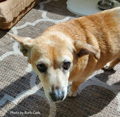 TRIXIE - Terrier for adoption in Knoxville