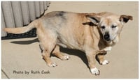 Trixie - Photo 2