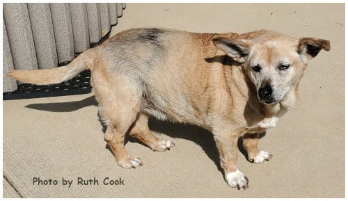 TRIXIE - Terrier available for adoption